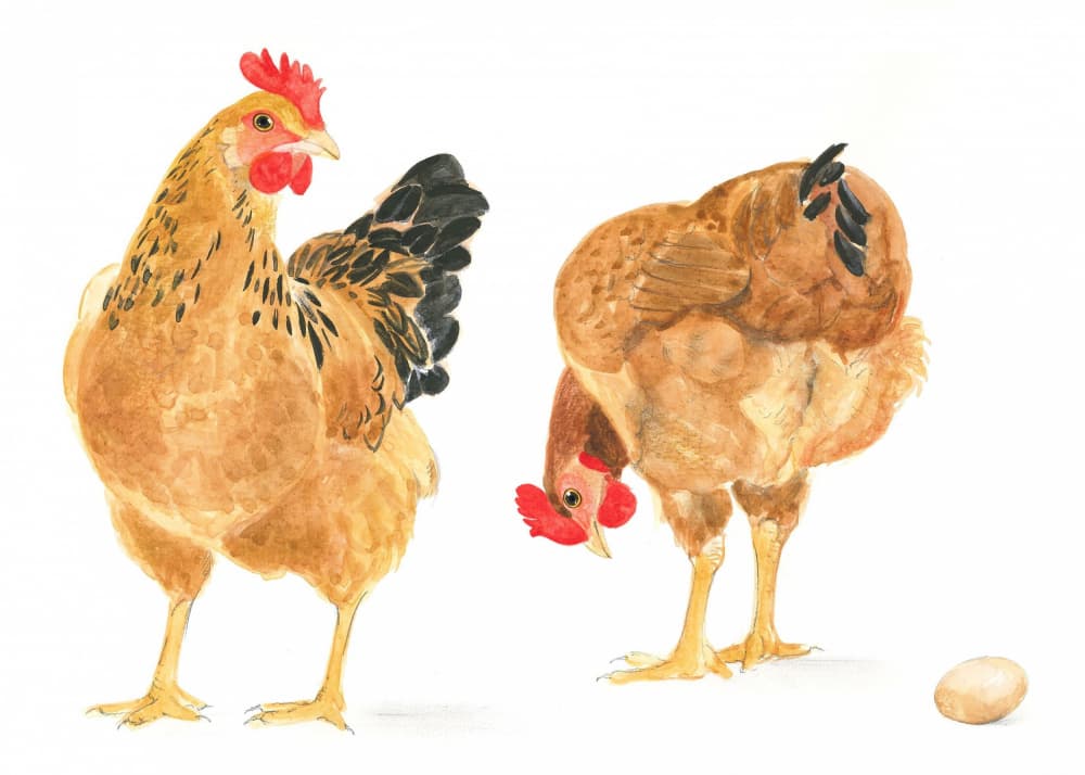 The Egg and Two Hens by Isabelle Brent — canvas wall art