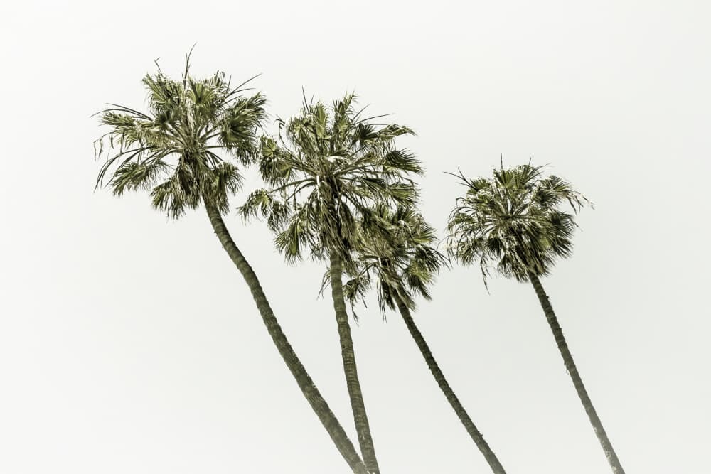 White Sky Palms by Melanie Viola — canvas wall art