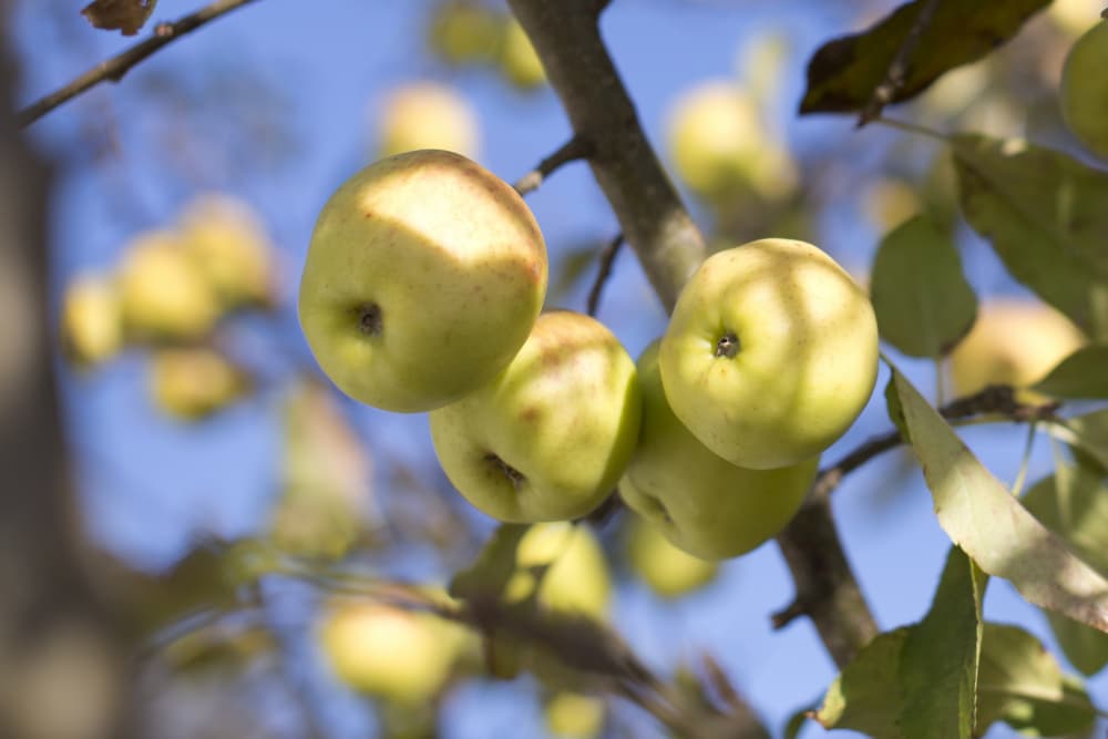 Apples In Sunlight by Tim Mossholder — canvas wall art