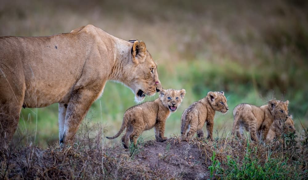 Lioness And Cubs by Jeffrey C. Sink — canvas wall art