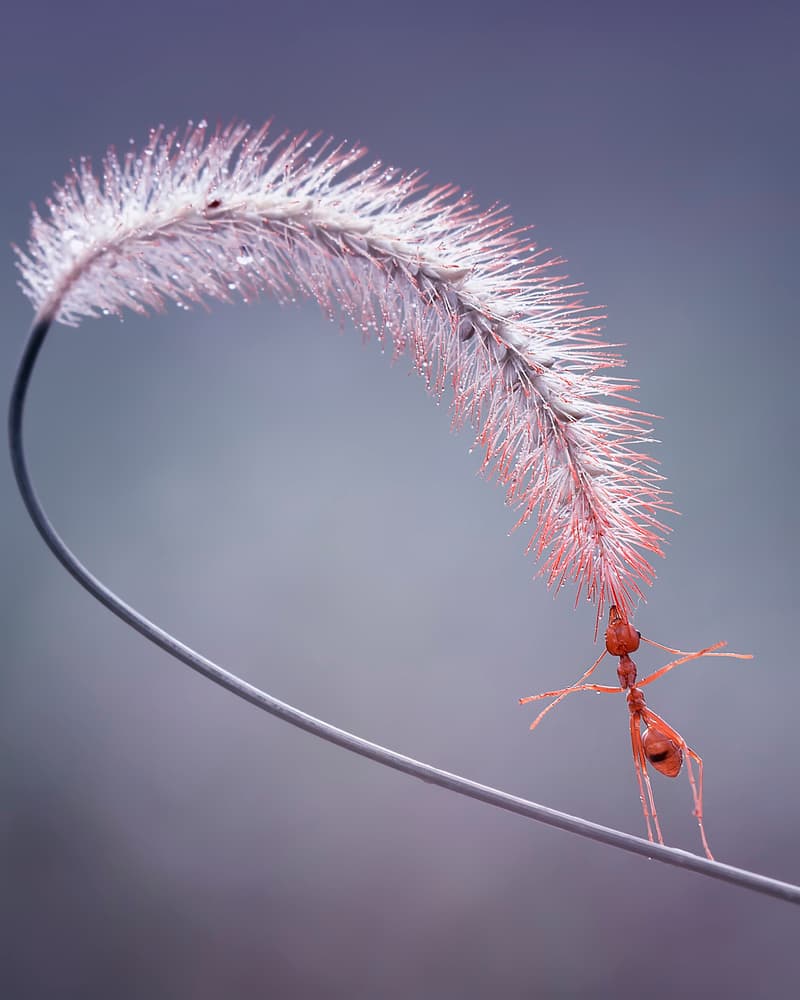 Red Ant's Delicate Balance by Fauzan Maududdin — canvas wall art
