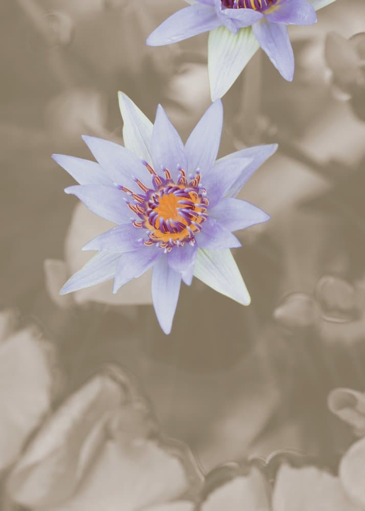 Purple Water Lilies by Pictufy Studio III — canvas wall art