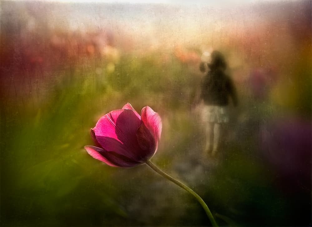 Child's Tulip Field by Shenshen Dou — canvas wall art