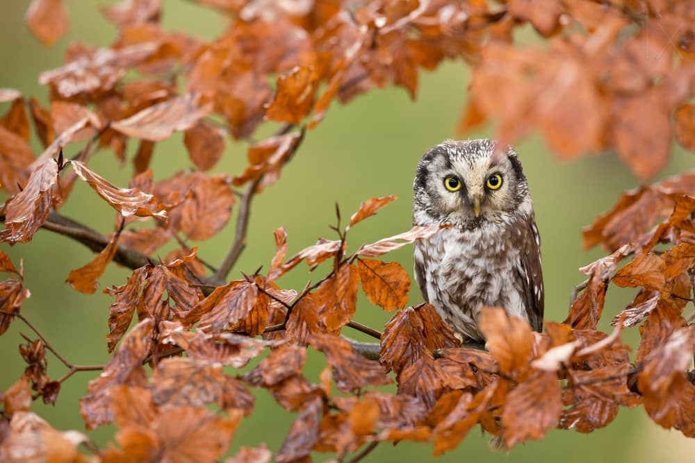 Owl Among Autumn Leaves by Milan Zygmunt — canvas wall art