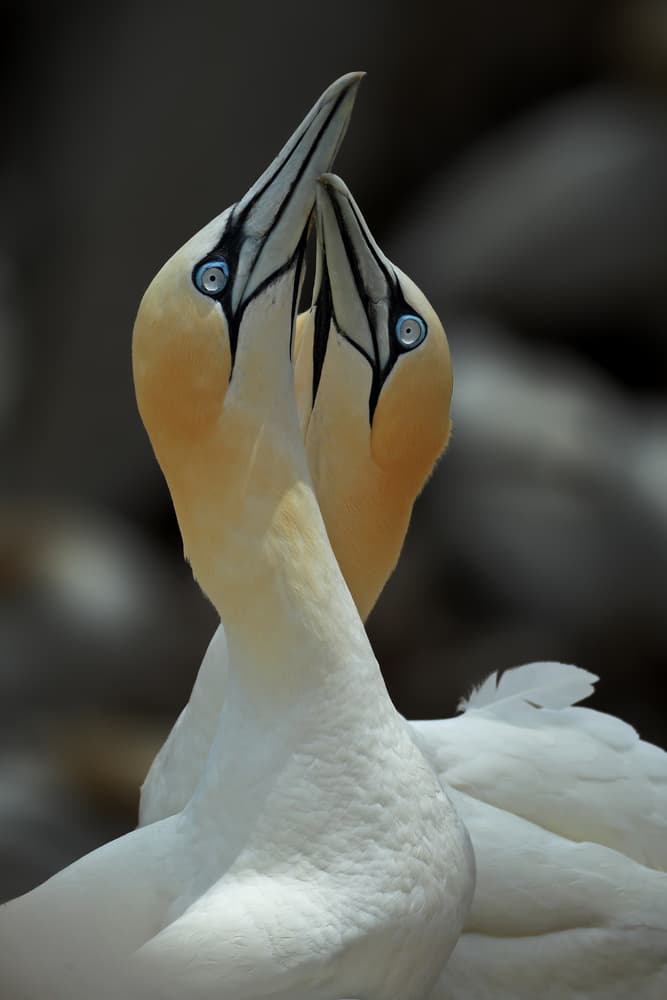 Loving Gannet Pair by Nicolás Merino — canvas wall art