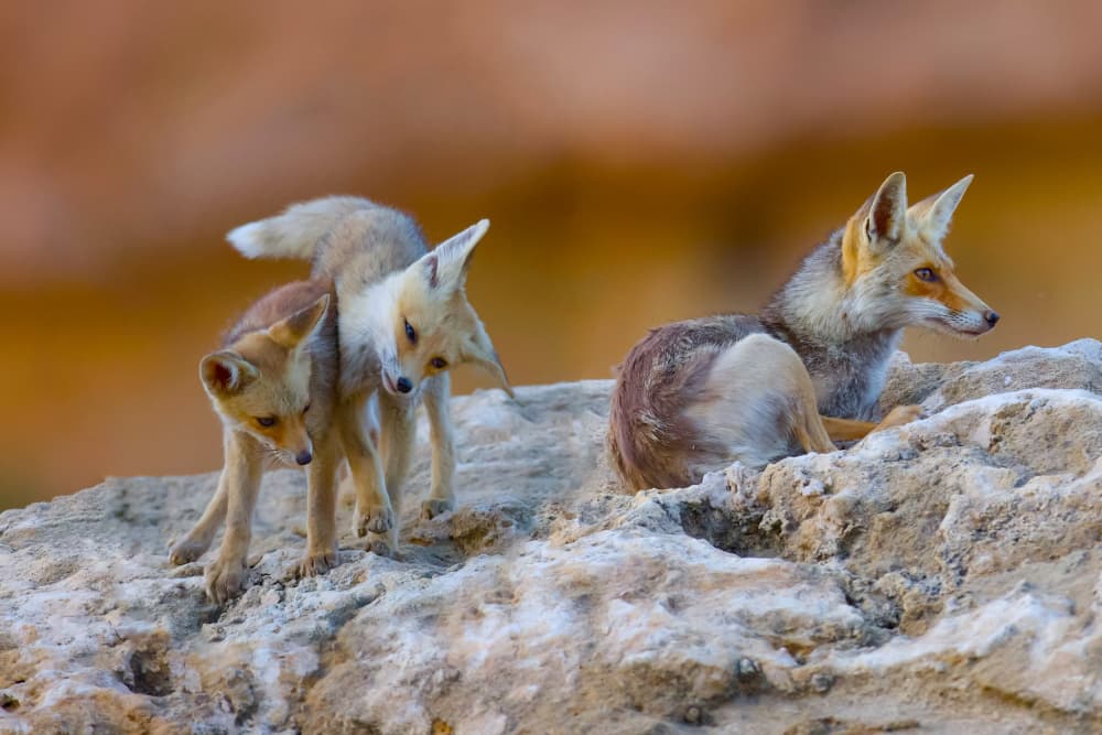 Desert Fox Family by David Manusevich — canvas wall art