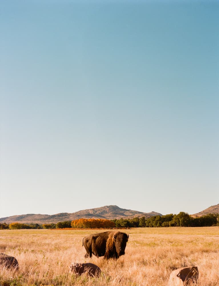 Prairie Bison Autumn by Bethany Young — canvas wall art