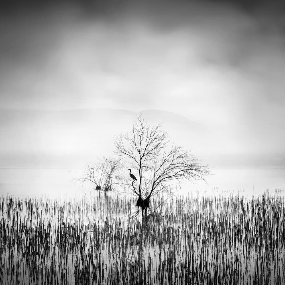 Solitary Heron Misty Lake by George Digalakis — canvas wall art