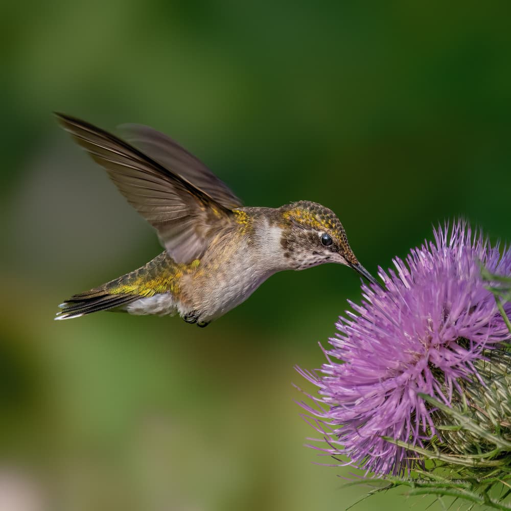 Hummingbird Thistle Bloom by Jacob (Jian) Xu — canvas wall art