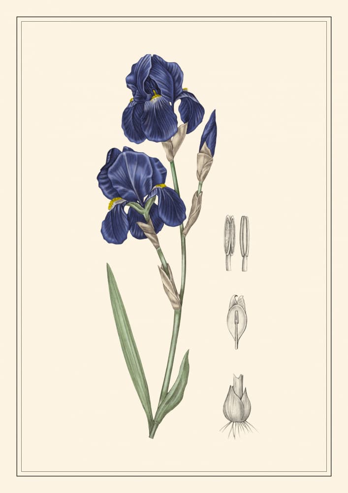 Blue Iris Botanical by Giulia Borsi — canvas wall art