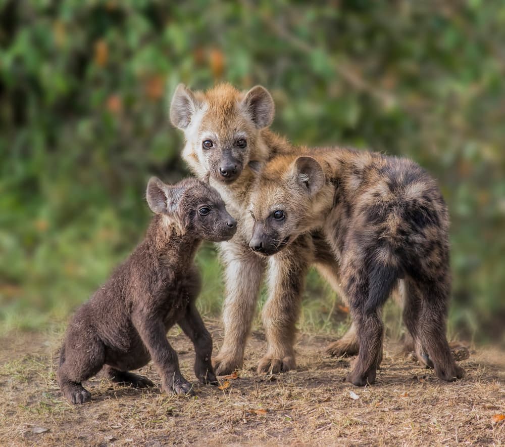 Curious Hyena Pups by Jun Zuo — canvas wall art