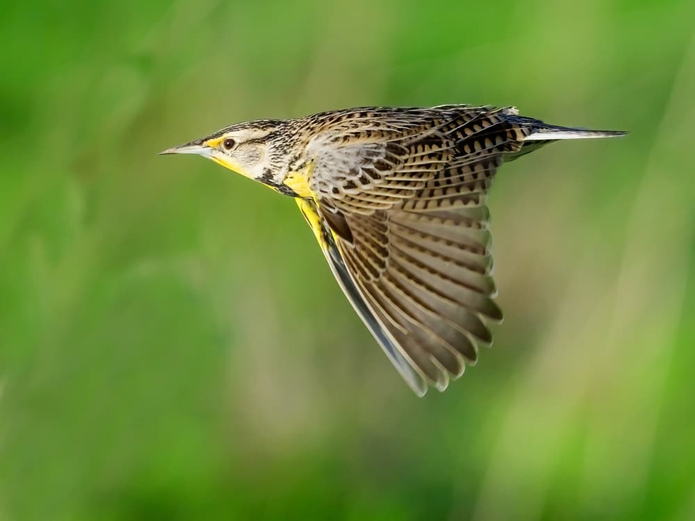 Meadowlark In Flight by Moses Wang — canvas wall art