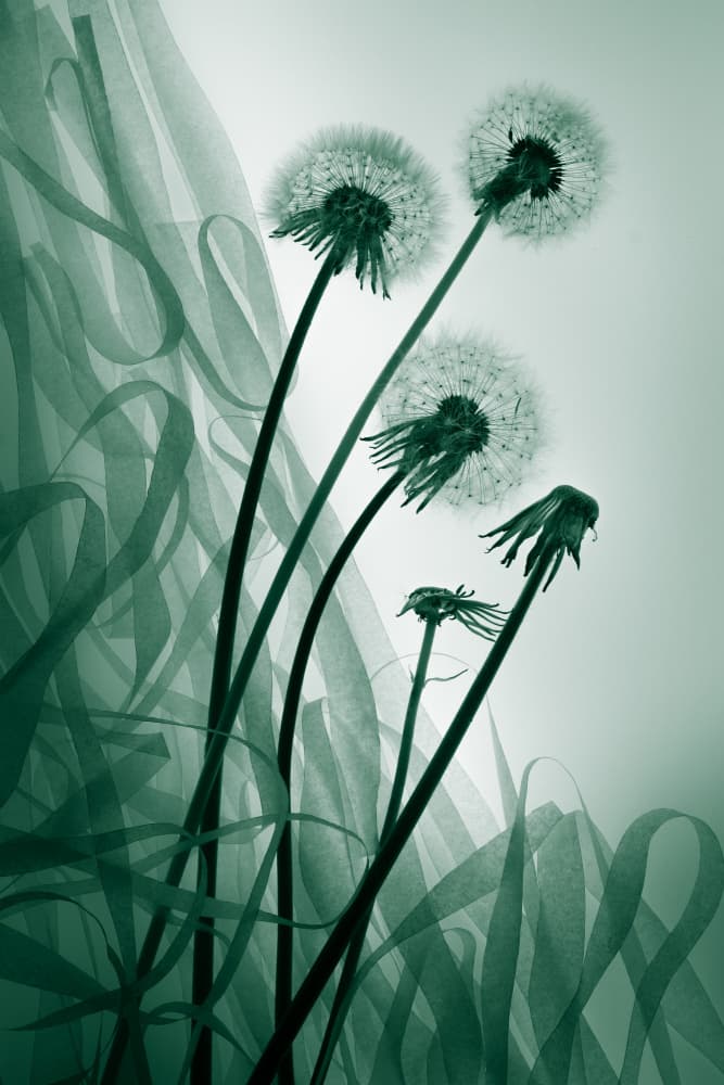 Green Dandelion Dream by Shihya Kowatari — canvas wall art