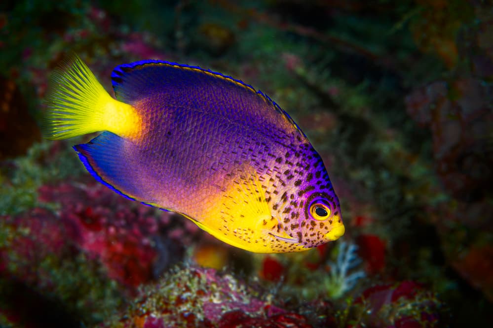 Purple Yellow Angelfish by Barathieu Gabriel — canvas wall art