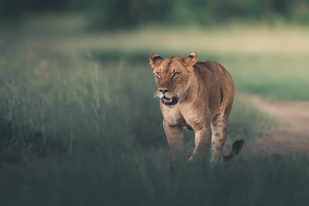 Lioness Strolling Through Grass by Ahmed Sobhi — canvas wall art