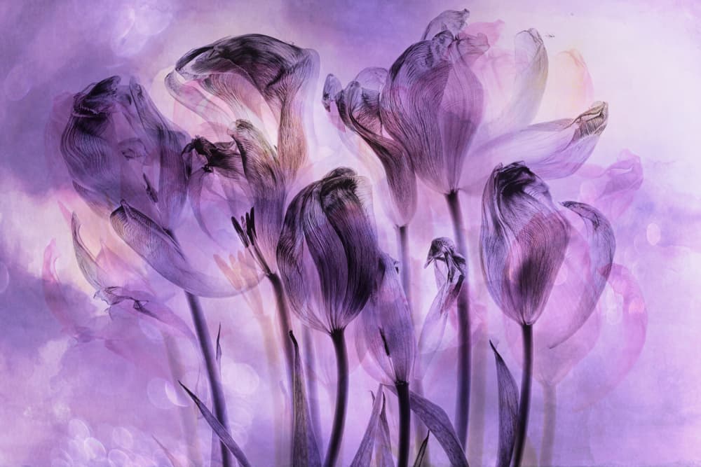 Dreamy Purple Tulips by Hilda van der Lee — canvas wall art