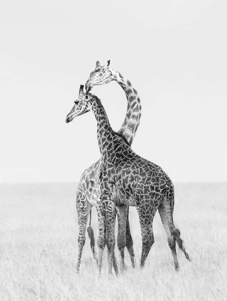 Graceful Giraffe Embrace by Yang Jiao — canvas wall art