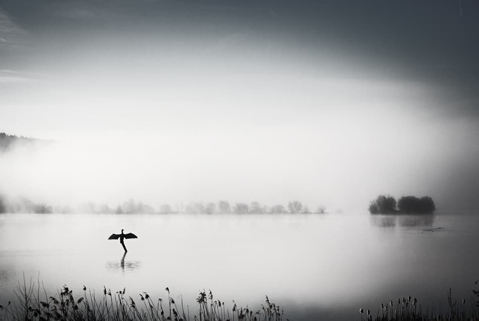 Bird in Morning Mist by Hilde Ghesquiere — canvas wall art