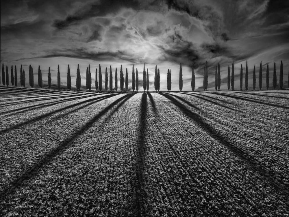 Cypress Shadows Landscape by Jure Kravanja — canvas wall art