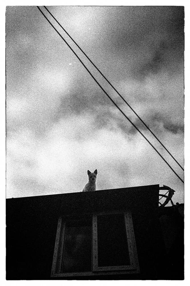 Curious Dog On Roof by Parole Kim — canvas wall art