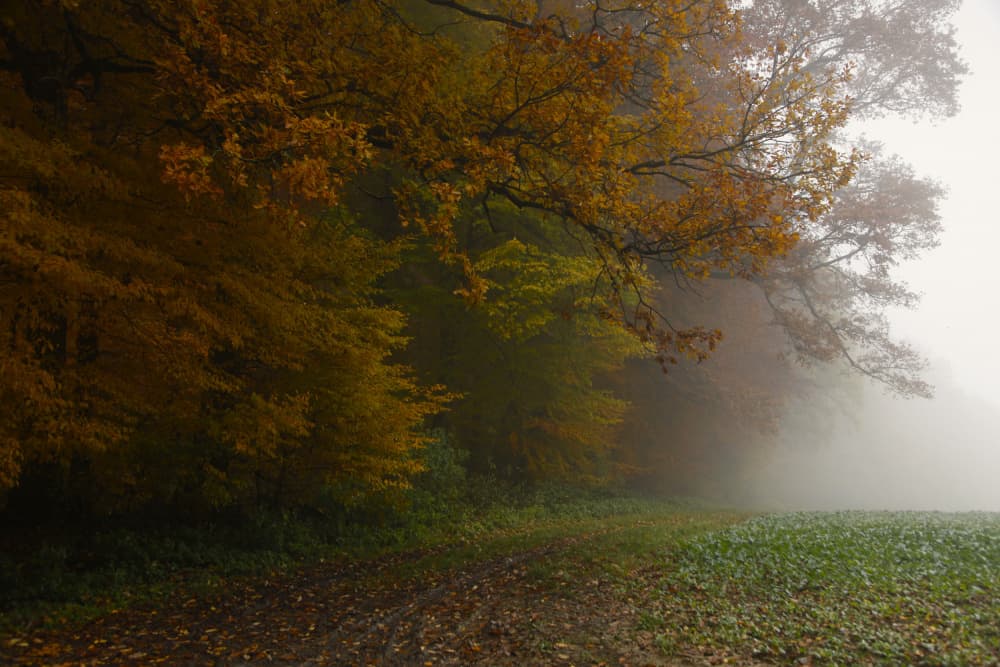 Misty Autumn Forest Path by Irma Warth — canvas wall art