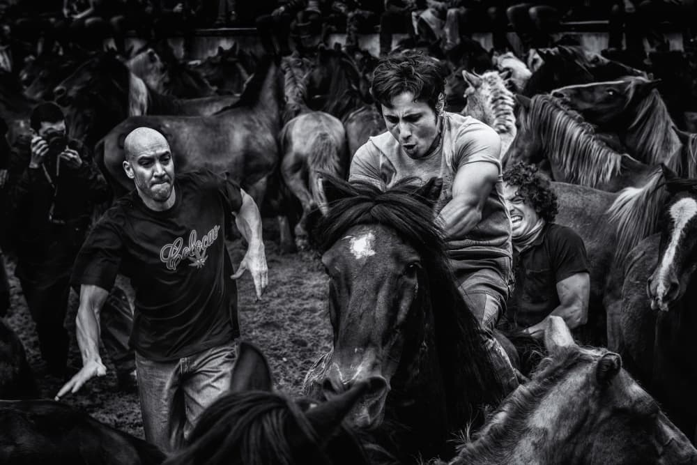Wild Horse Struggle by Alfonso maseda varela — canvas wall art
