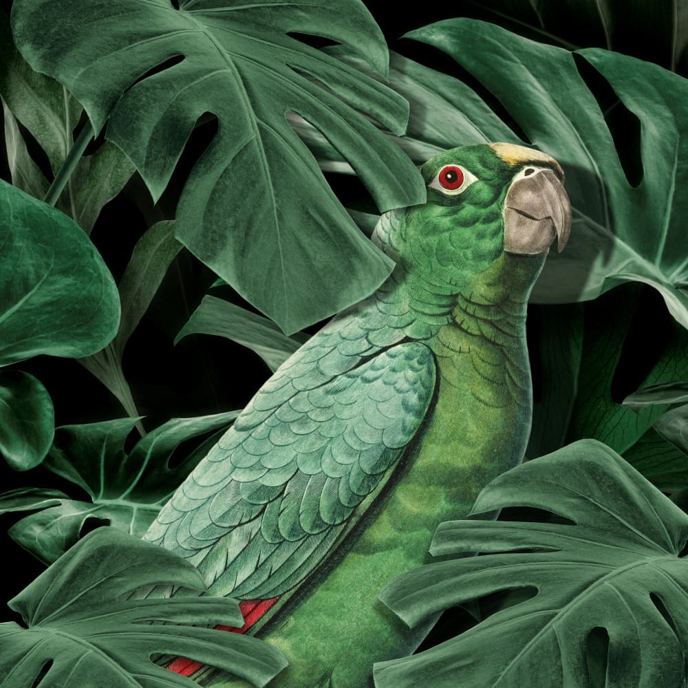 Green Parrot Gaze by Marja van den Hurk — canvas wall art