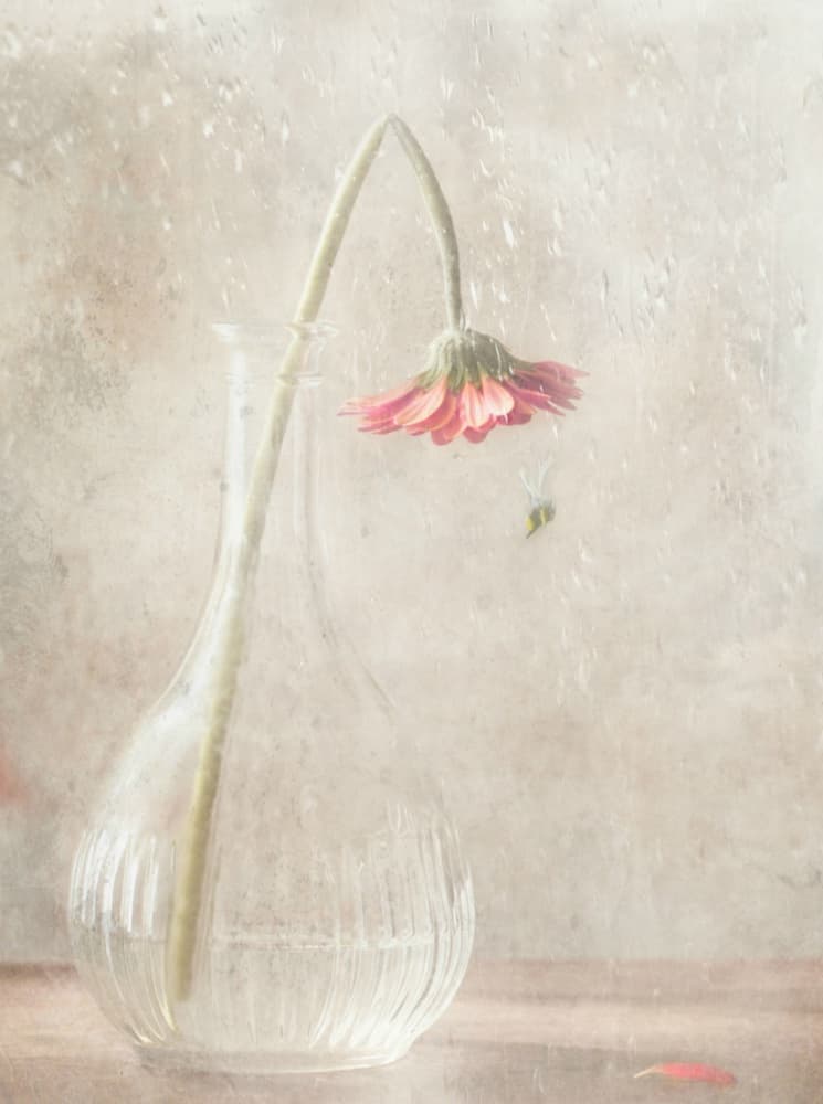 Fading Pink Bloom by Delphine Devos — canvas wall art