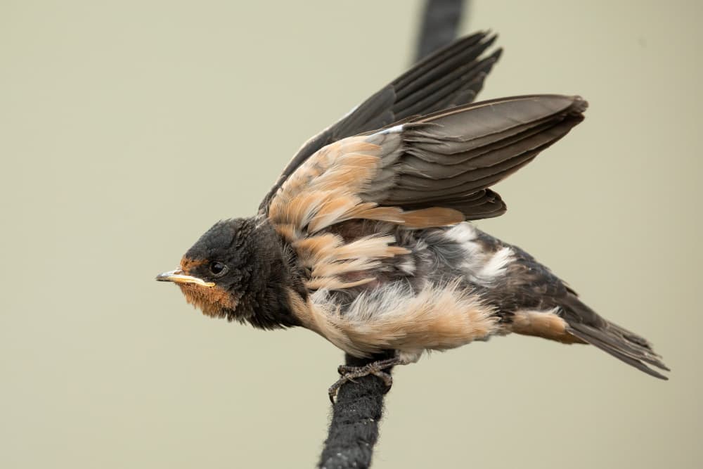 Young Barn Swallow by Annie Keizer — canvas wall art