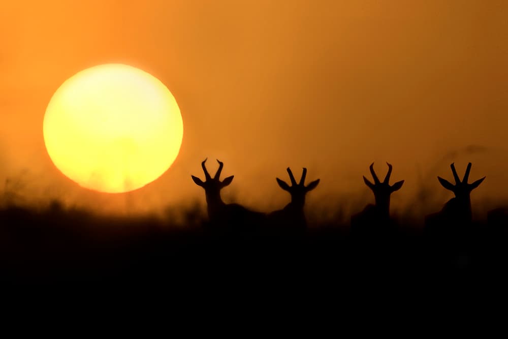 Topis silhouettes by Xavier Ortega — canvas wall art