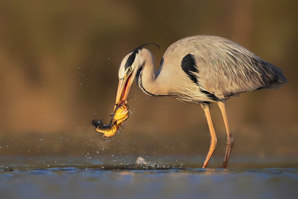 Heron's Golden Catch by Jun Zuo — canvas wall art