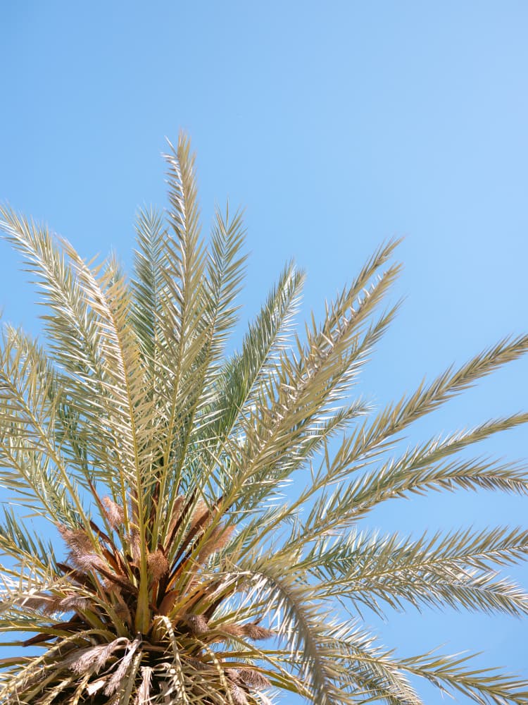 Moroccan Coast Palm Tree by Raisa Zwart — canvas wall art