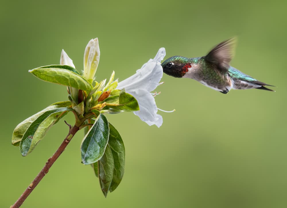 Ruby Throated Hummingbird by Atul Saluja — canvas wall art