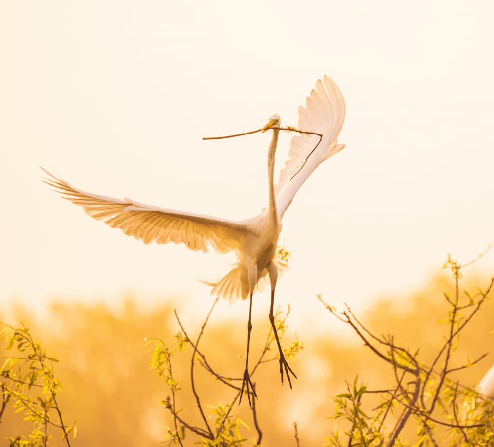 Golden Egret Landing by Mike He — canvas wall art