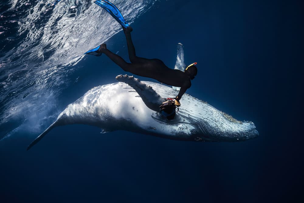 Underwater Whale Encounter by Barathieu Gabriel — canvas wall art