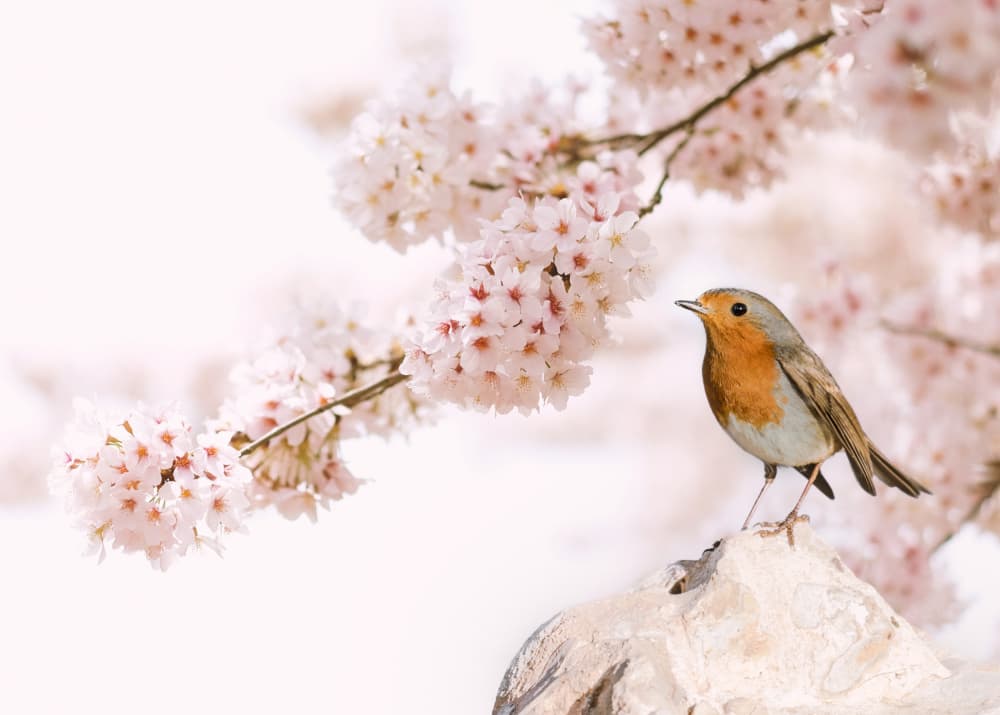 Robin Amidst Cherry Blossoms by אייל בר אור • Eyal Bar Or — canvas wall art