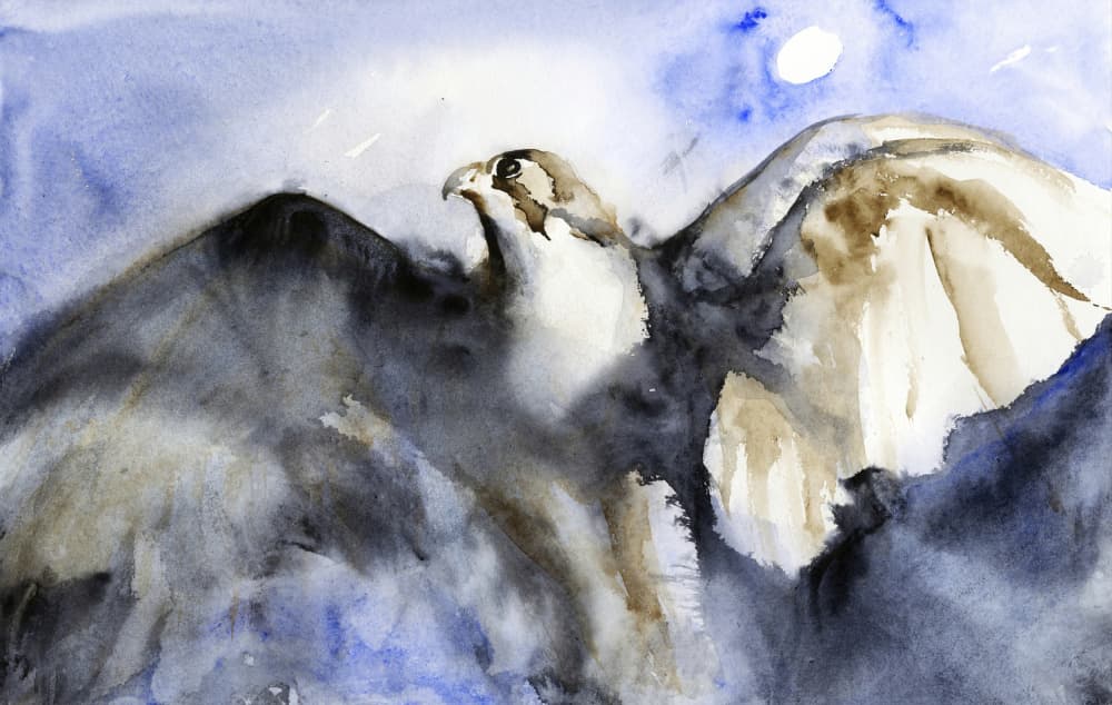 Majestic Falcon Flight by RodMacIver — canvas wall art