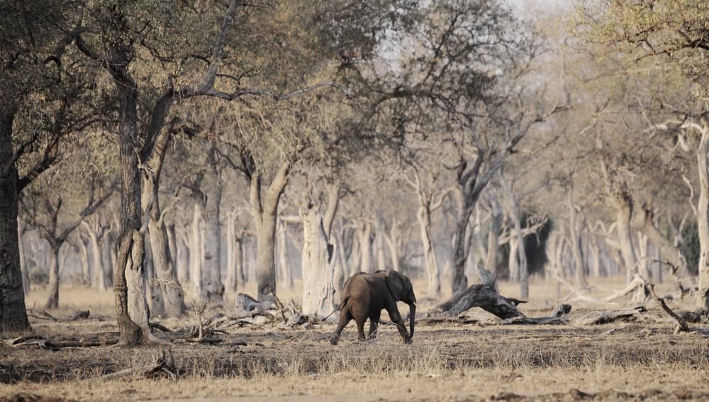 Young Elephant Safari by Antonio Grambone — canvas wall art