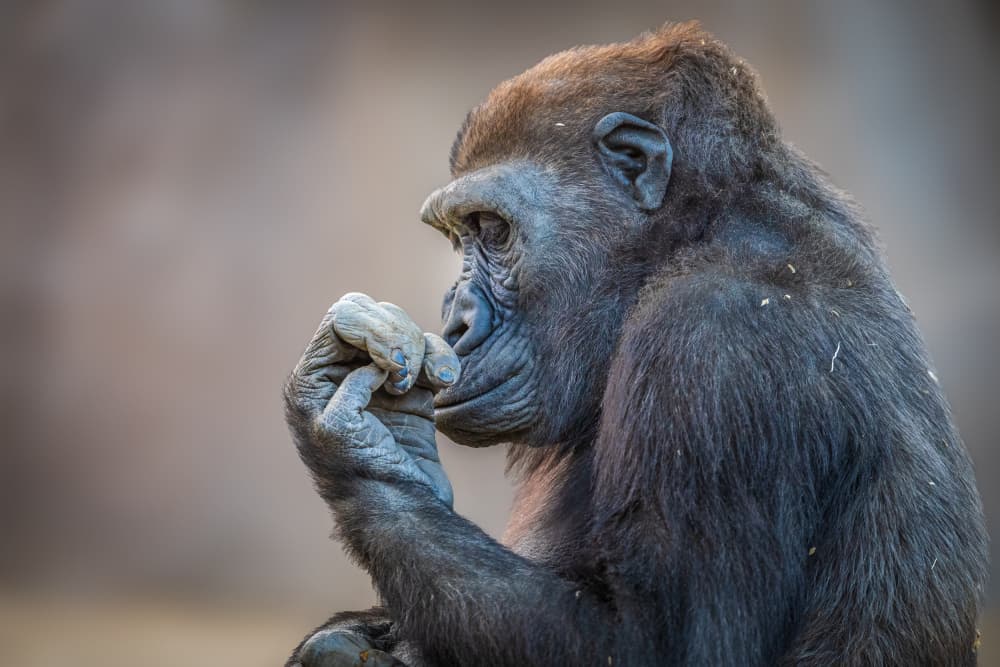 Pensive Gorilla Portrait by Jeffrey C. Sink — canvas wall art