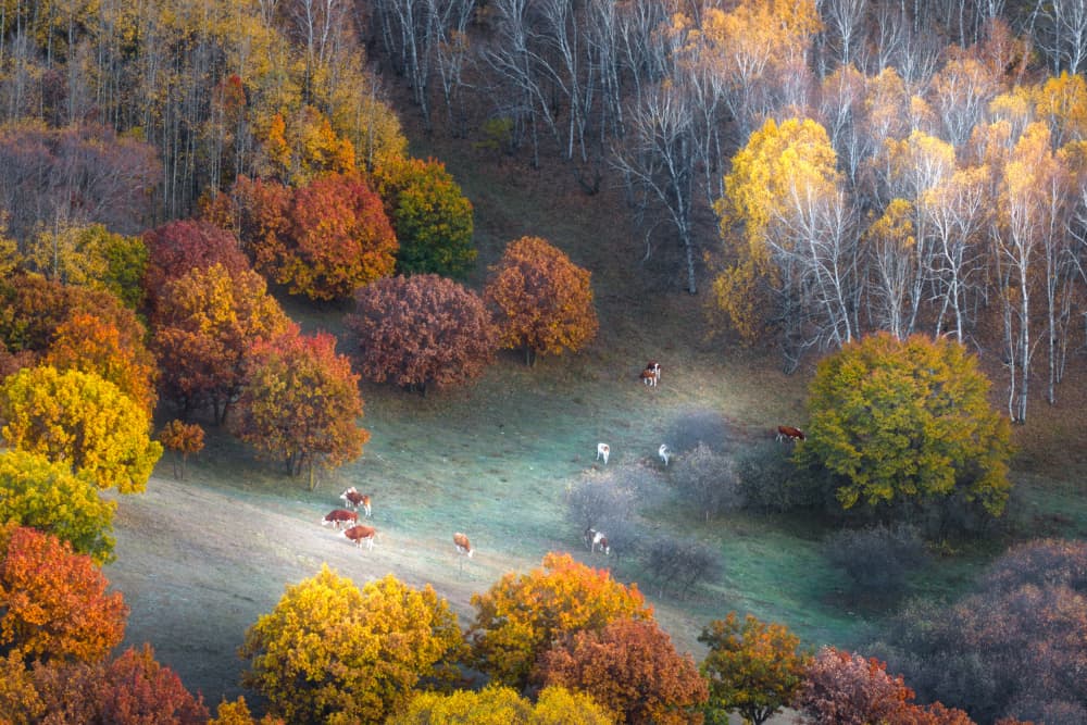 Cows Among Fall Trees by Simoon — canvas wall art