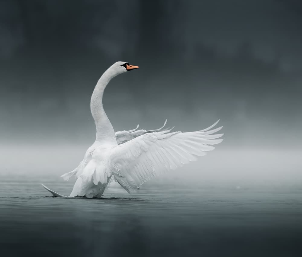 Graceful Swan Spreading Wings by Judy Tseng — canvas wall art