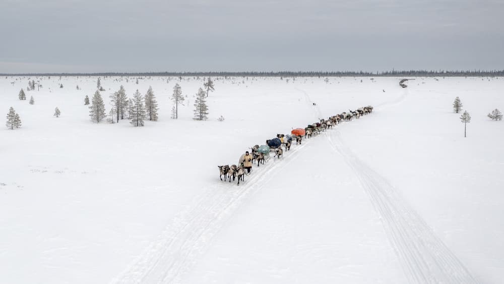 Arctic Reindeer Caravan by Marcel Rebro — canvas wall art