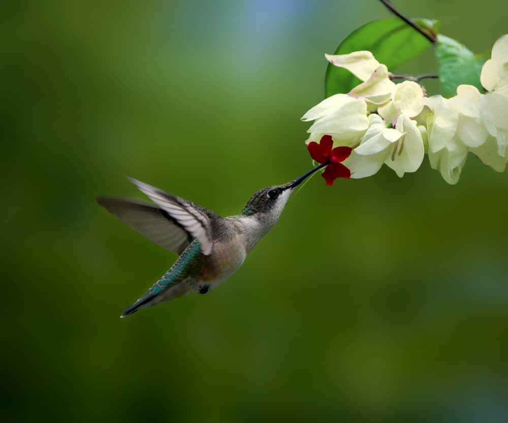 Hummingbird Nectar Sip by Hannah & Wei — canvas wall art