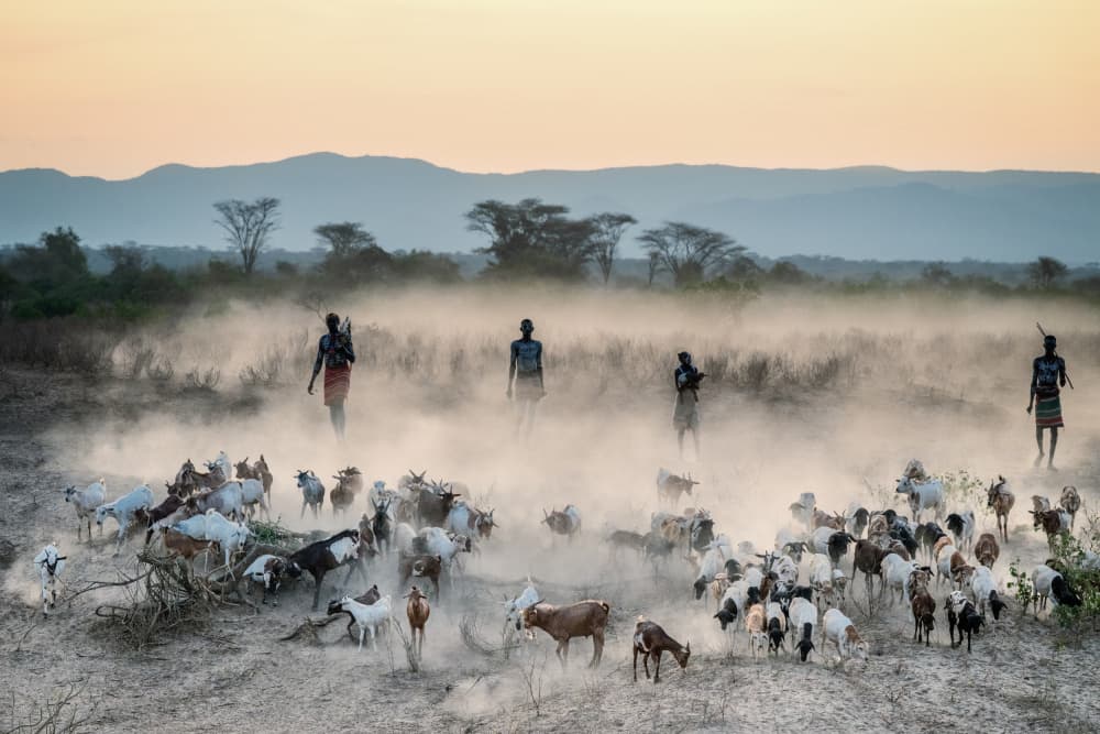 African Herders Dusty Goats by Trevor Cole — canvas wall art