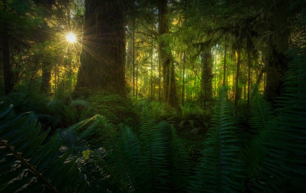 Sunlit Forest Ferns by Ruiqing P. — canvas wall art