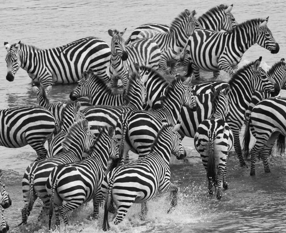 Wild Zebra River Crossing by Manish Nagpal — canvas wall art
