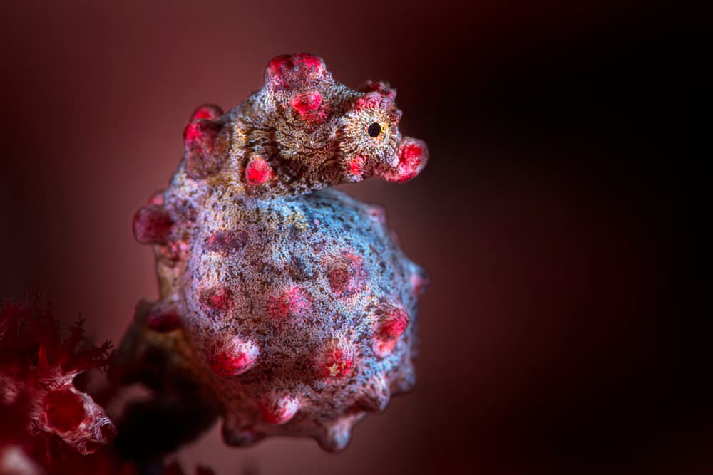 Vibrant Pygmy Seahorse by Barathieu Gabriel — canvas wall art