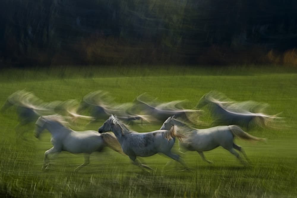 Running Wild Horses by Milan Malovrh — canvas wall art