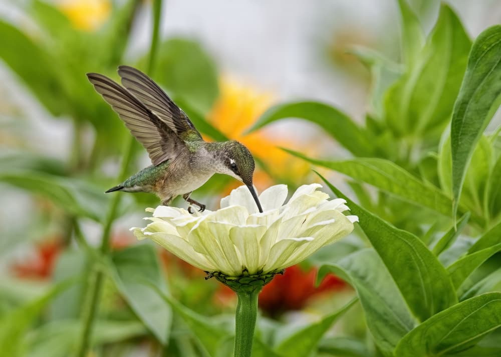 Hummingbird on Zinnia by Lucie Gagnon — canvas wall art