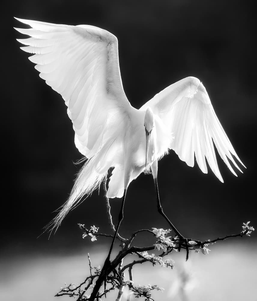 Graceful Egret Wings by Chong Q. Wu — canvas wall art